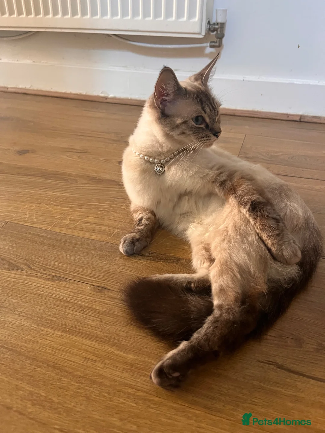 Mixed Breed cats for sale: Shayla , mixed breed adult female cat  - Advert 9