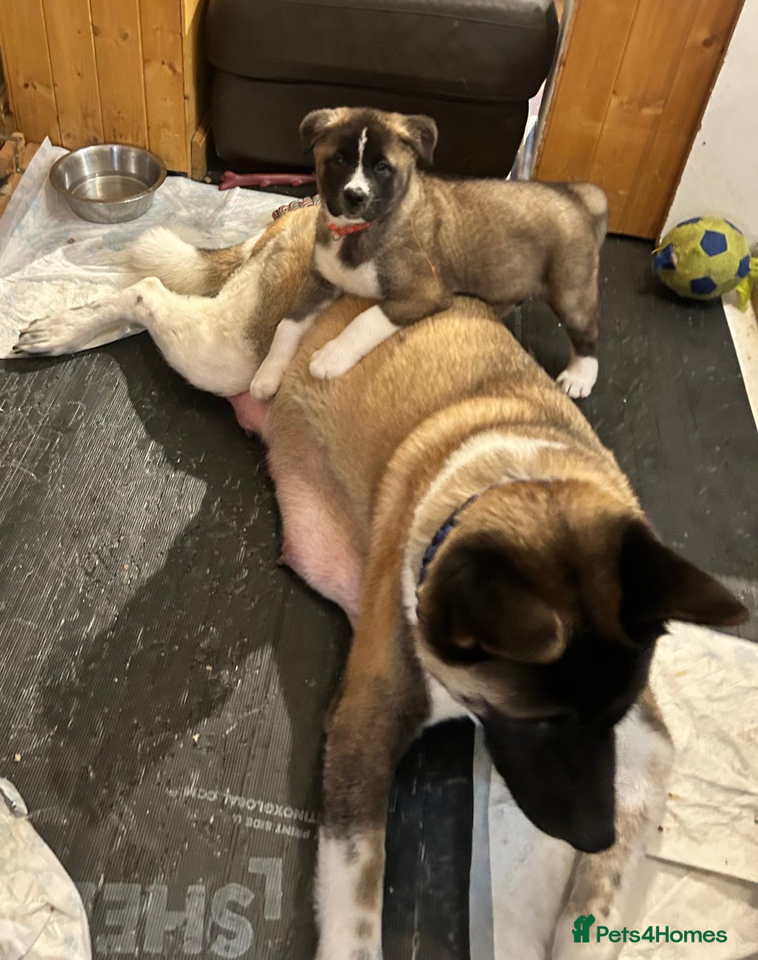 Akita dogs for sale: Akita Puppies for Sale - Advert 27