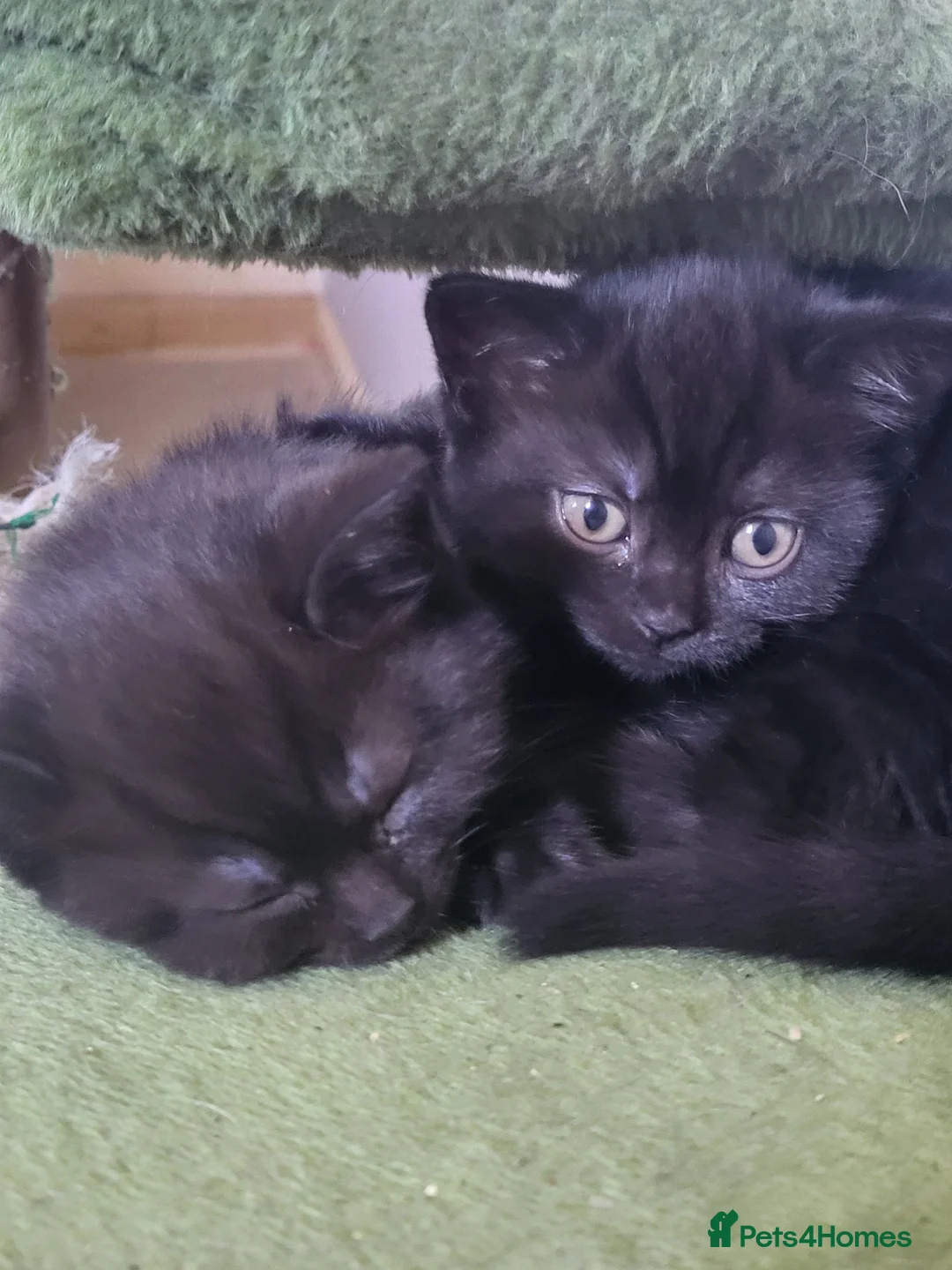 British Shorthair cats for sale: BSH cross kittens. in Sheffield - Advert 5