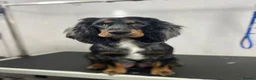 Cocker Spaniel dogs for sale: Gorgeous Schnocker puppies - Advert 18