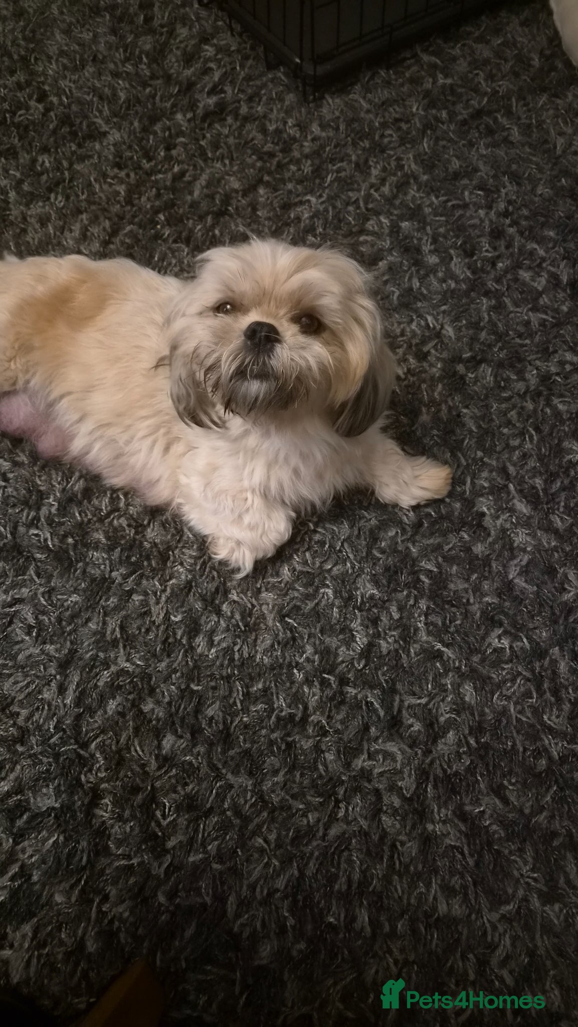 Shih Tzu dogs 4 SHIH TZU PUPPIES FOR SALE  - Advert 5