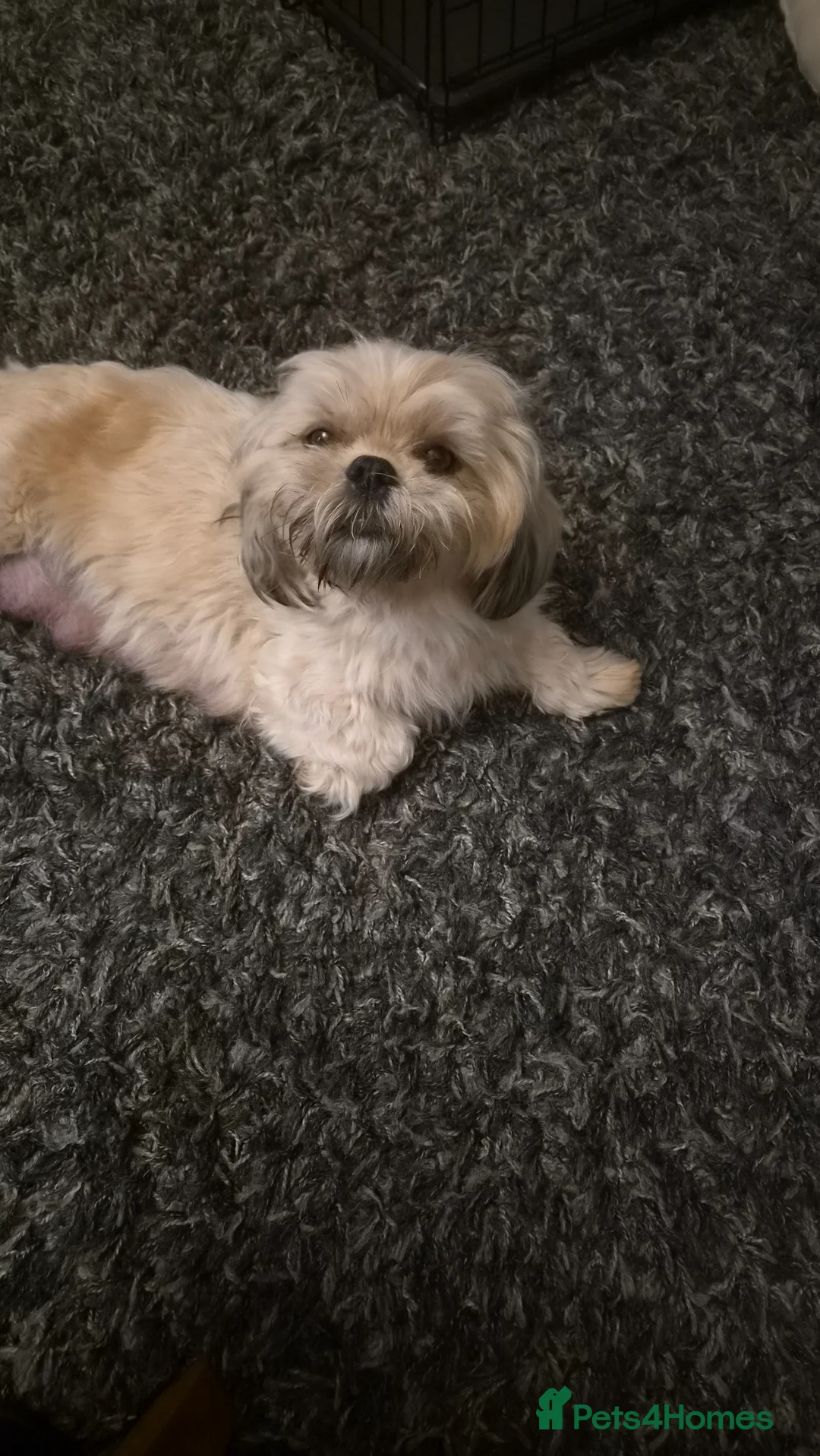 Shih Tzu dogs for sale: 4 SHIH TZU PUPPIES FOR SALE  in Grimsby - Advert 1