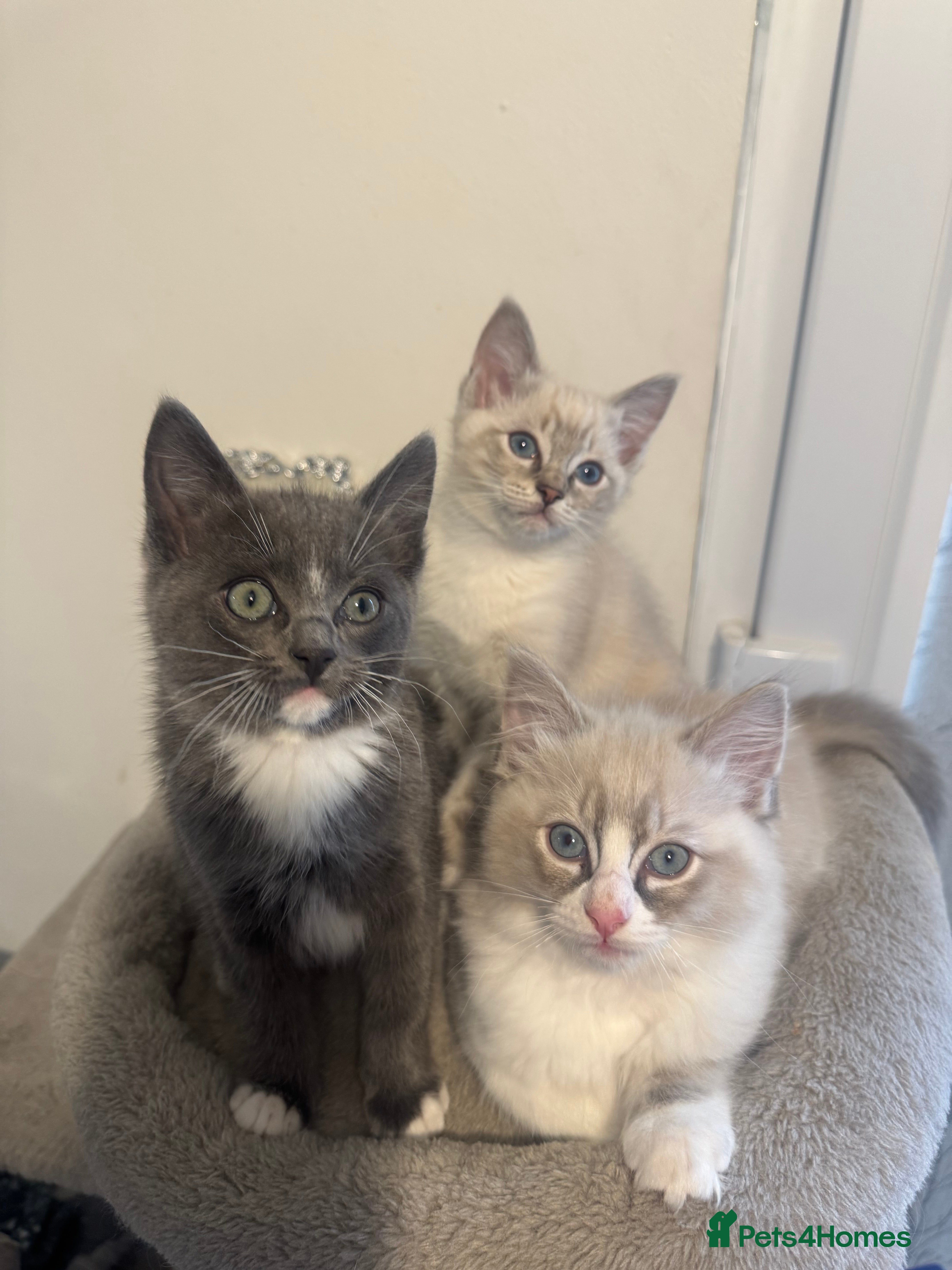 Ragdoll cats Adorable Ragdoll Kittens - Advert 3