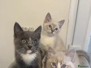 Ragdoll cats Adorable Ragdoll Kittens - Advert 3