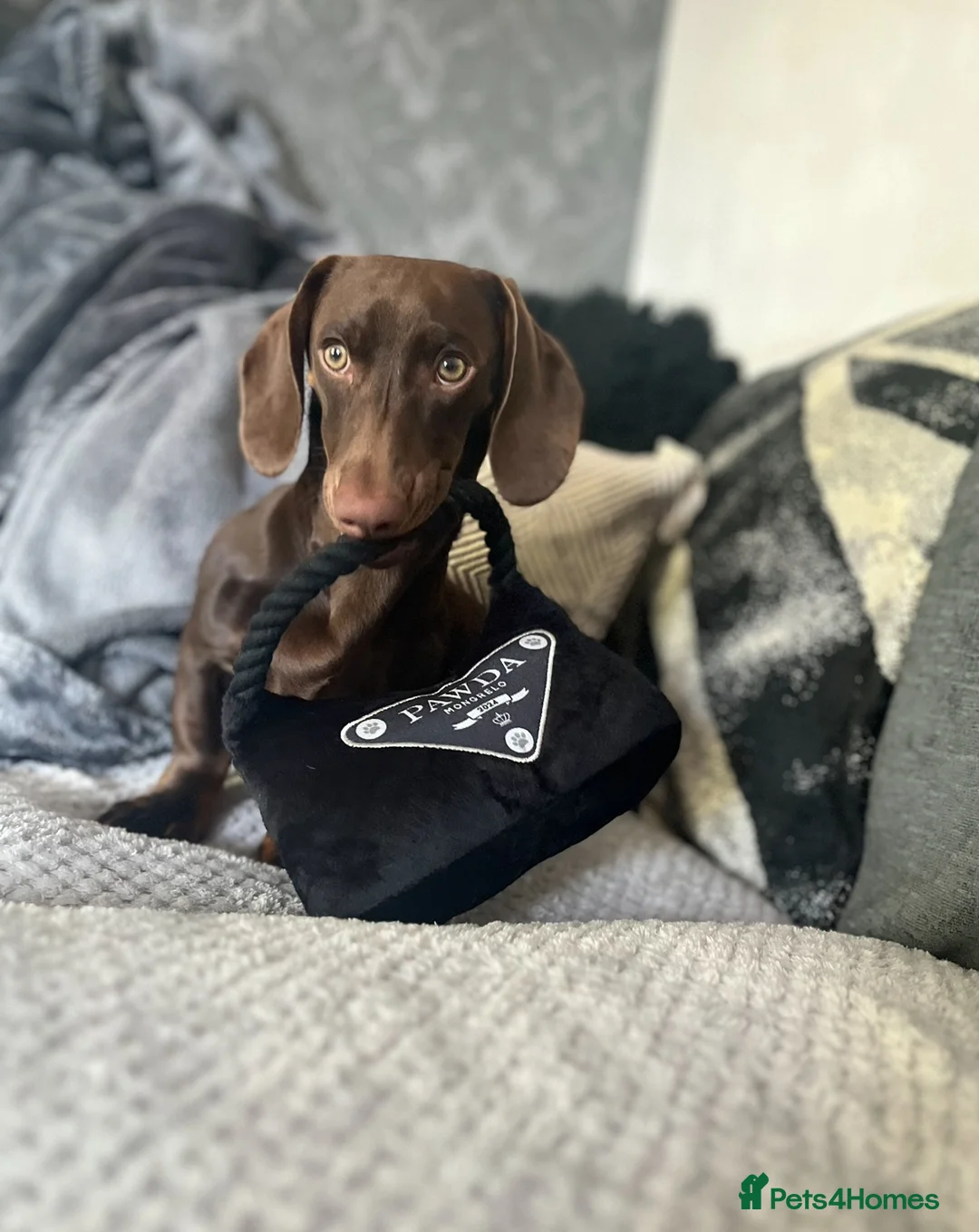 Miniature Dachshund dogs for sale: Miniature dachshund for sale  - Advert 5