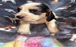 Cockapoo dogs for sale: 8 gorgeous little cockapoo puppies for sale - Image 10