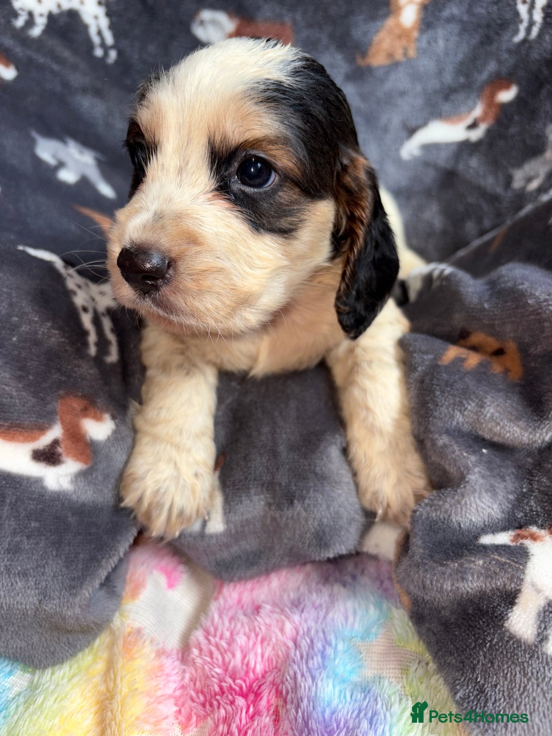 Cockapoo dogs for sale: 8 gorgeous little cockapoo puppies for sale - Image 10
