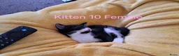 Mixed Breed cats for sale: 12 Beautifull kittens looking for a home. - Advert 18