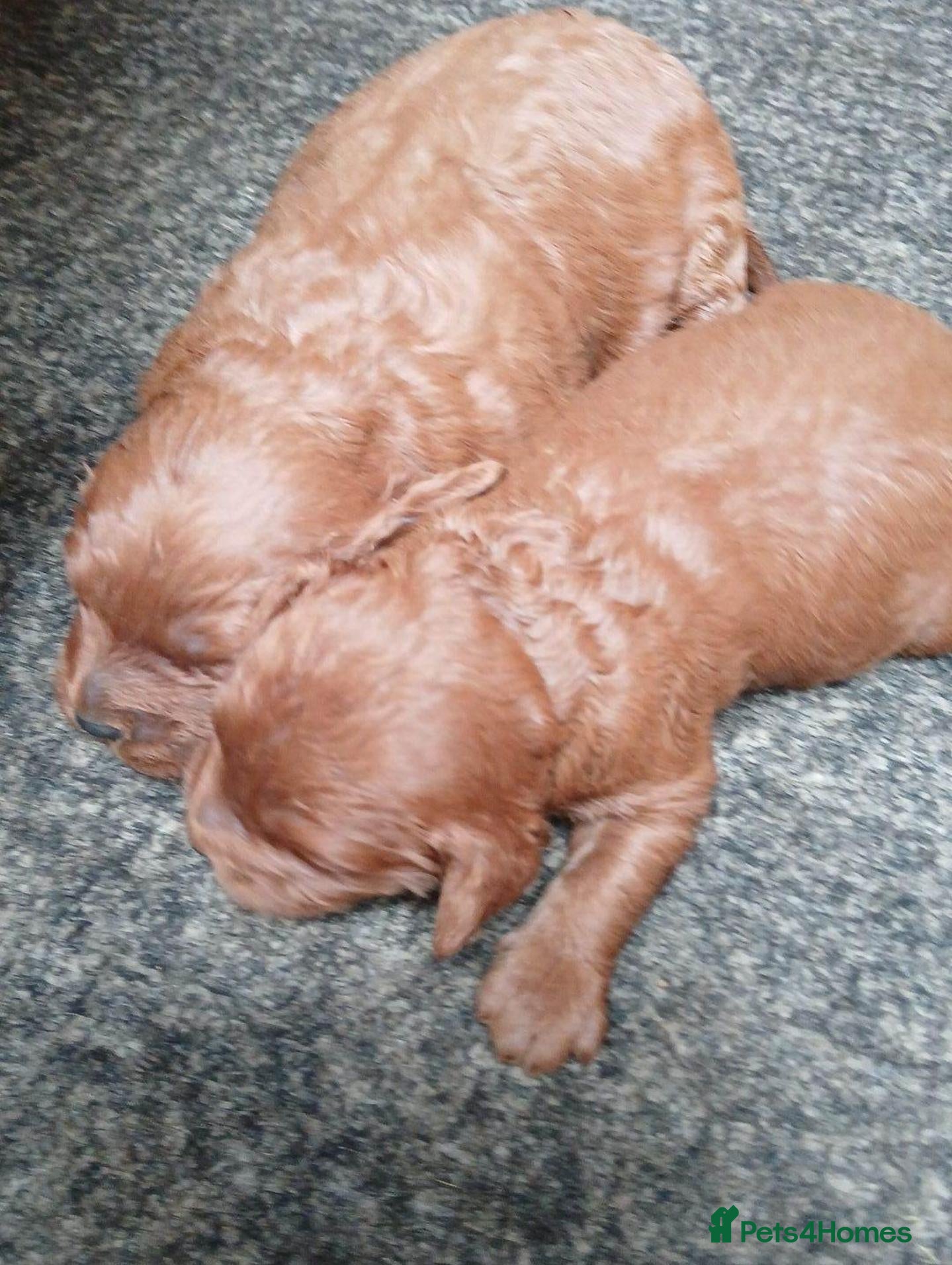 Cavapoo dogs Beautiful Red Cavapoo Girl – Loving Family Home - Advert 1