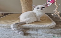 Scottish Fold cats for sale: Schotish straith and fold kittens😻 - Image 8