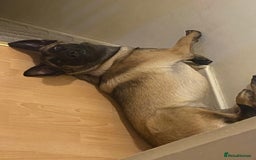 Belgian Shepherd Dog dogs for sale: Belgian Malinois For Sale - Image 3