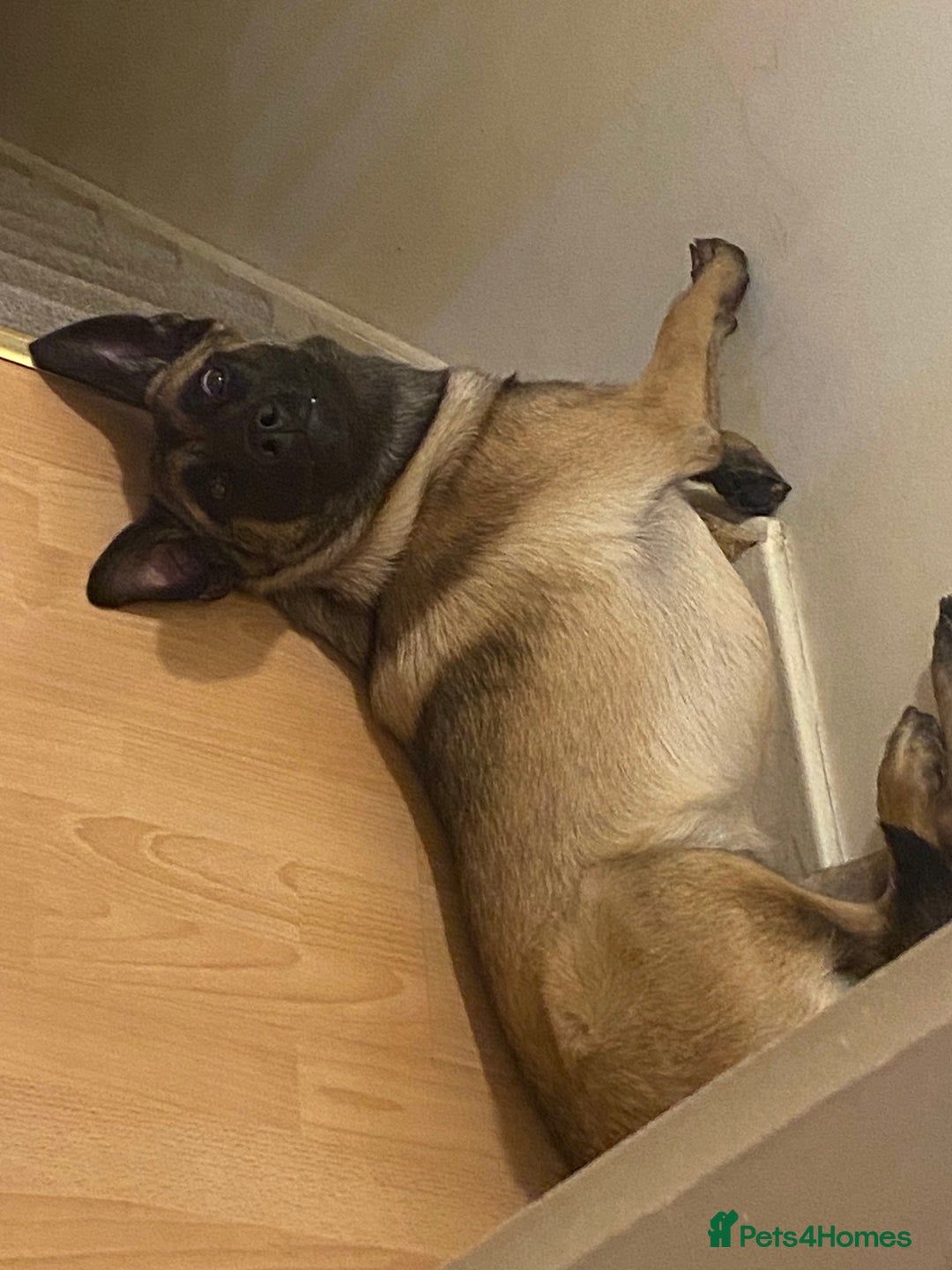 Belgian Shepherd Dog dogs for sale: Belgian Malinois For Sale - Image 3