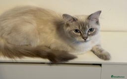 Ragdoll cats for sale: Stunning Seal Point Lynx Ragdoll For Sale. - Image 2