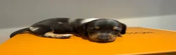 Miniature Dachshund dogs for sale: EXTREME CUTENESS! MINIATURE DACHSHUND PUPPIES ❤️🤍 - Advert 11