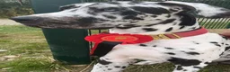 Great Dane dogs for stud: Great Dane harlequin for stud in Plymouth - Advert 10