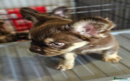 French Bulldog dogs for sale: Chocolate Rojo tan fluffy French bulldog  - Image 7