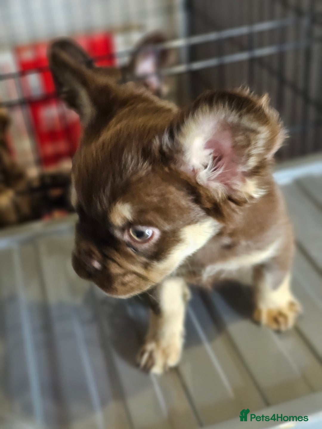 French Bulldog dogs for sale: Chocolate Rojo tan fluffy French bulldog  - Image 7