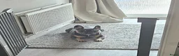 French Bulldog dogs for sale: Primrose in Port Talbot - Advert 2