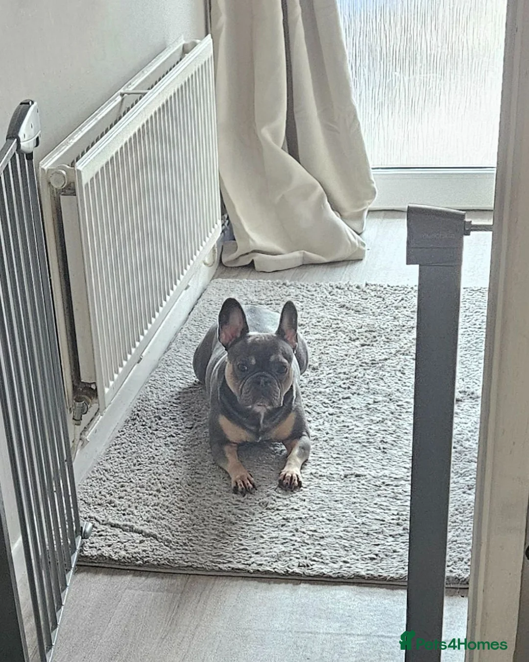 French Bulldog dogs for sale: Primrose in Port Talbot - Advert 2