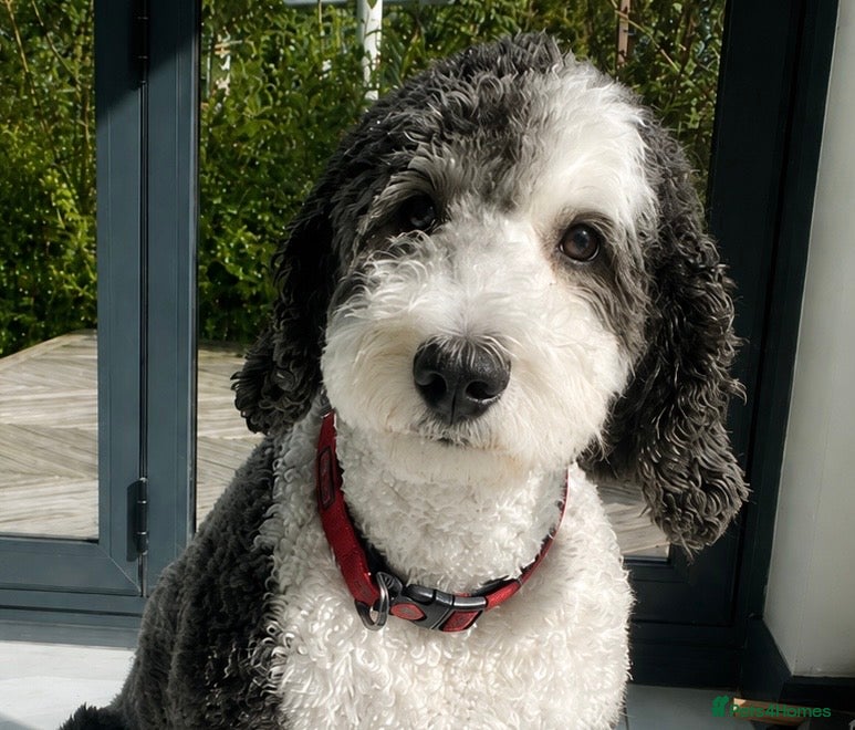 Sheepadoodle dogs for sale: Sheepadoodle pups - Advert 1