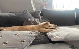 Pomeranian dogs for sale: Pomeranian girl  - Advert 2