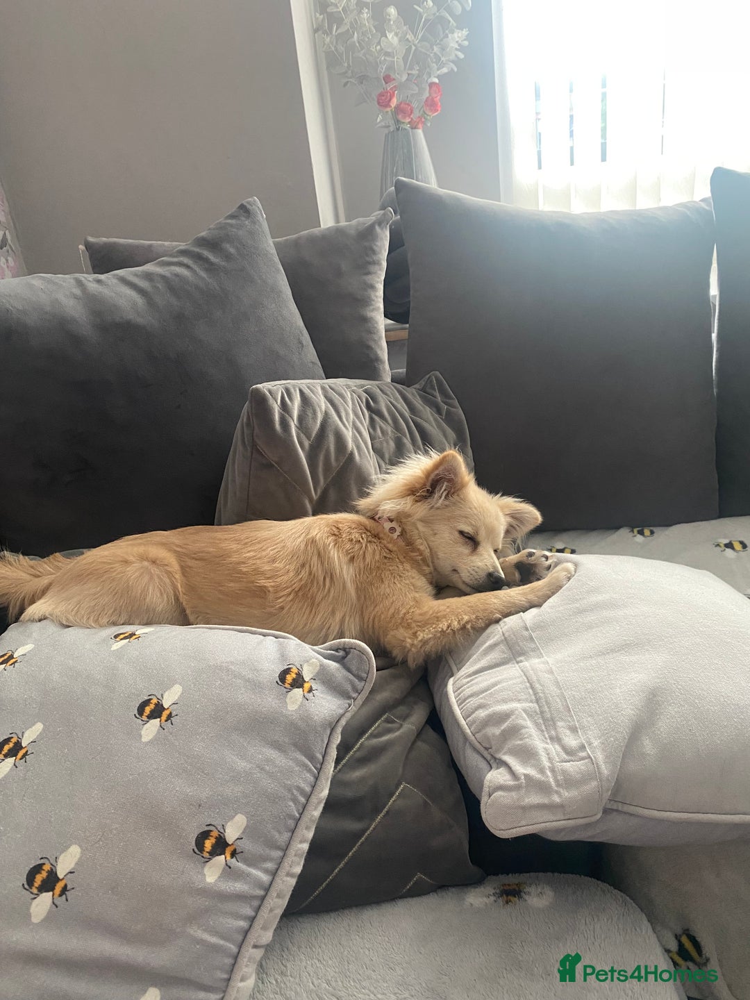 Pomeranian dogs for sale: Pomeranian girl  - Advert 2