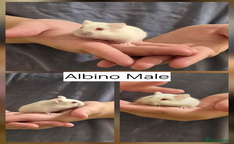 Hamster rodents - Advert 2