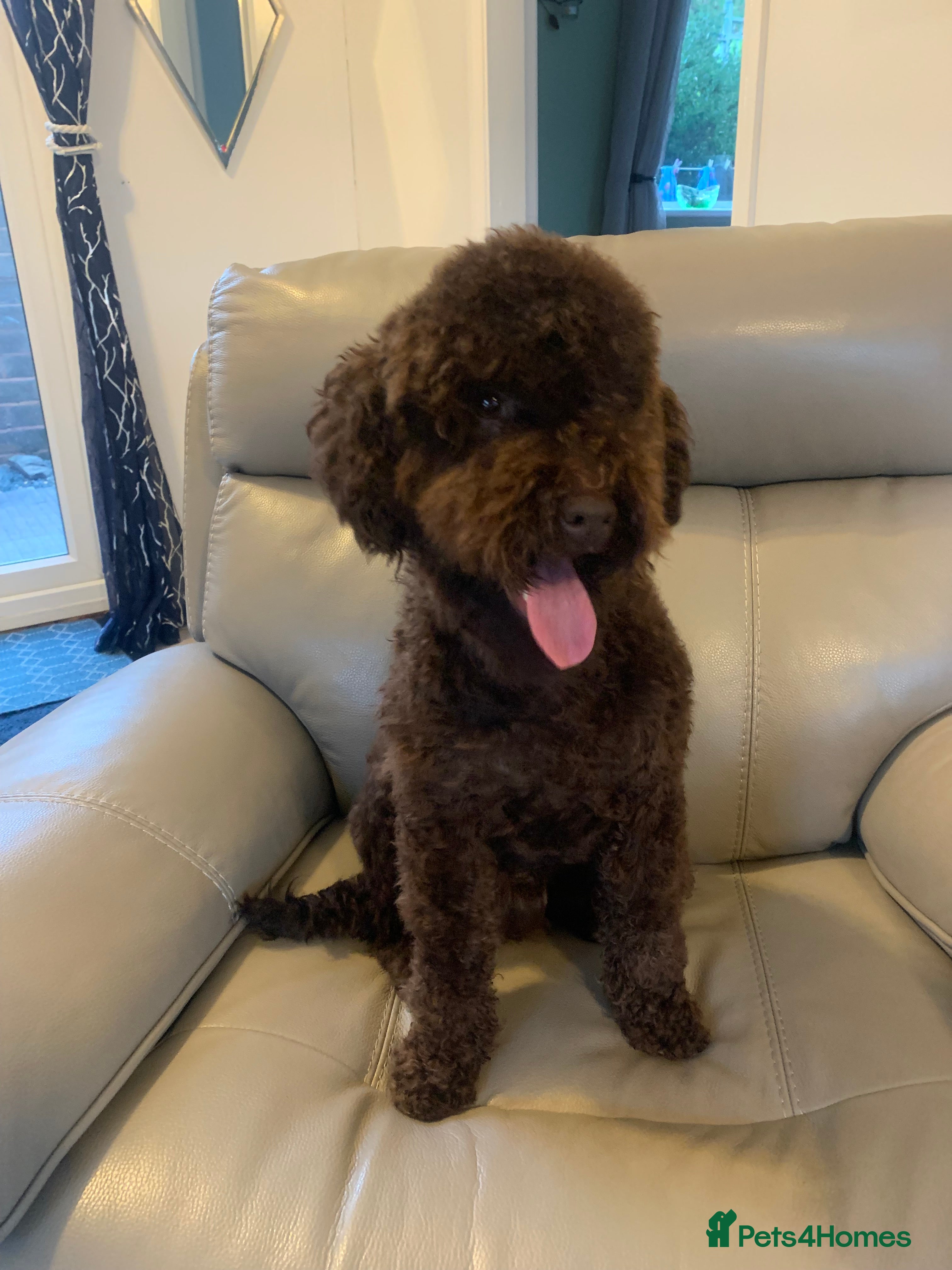 Miniature Poodle dogs Miniature poodle KC registered and health checked - Advert 1
