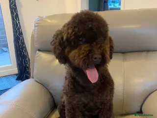 Miniature Poodle dogs Miniature poodle KC registered and health checked - Advert 1