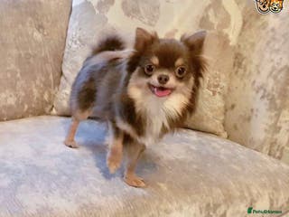 Chihuahua dogs KC Lilac Tri Long Coat Chihuahua Well Proven Stud in Washington - Advert 1