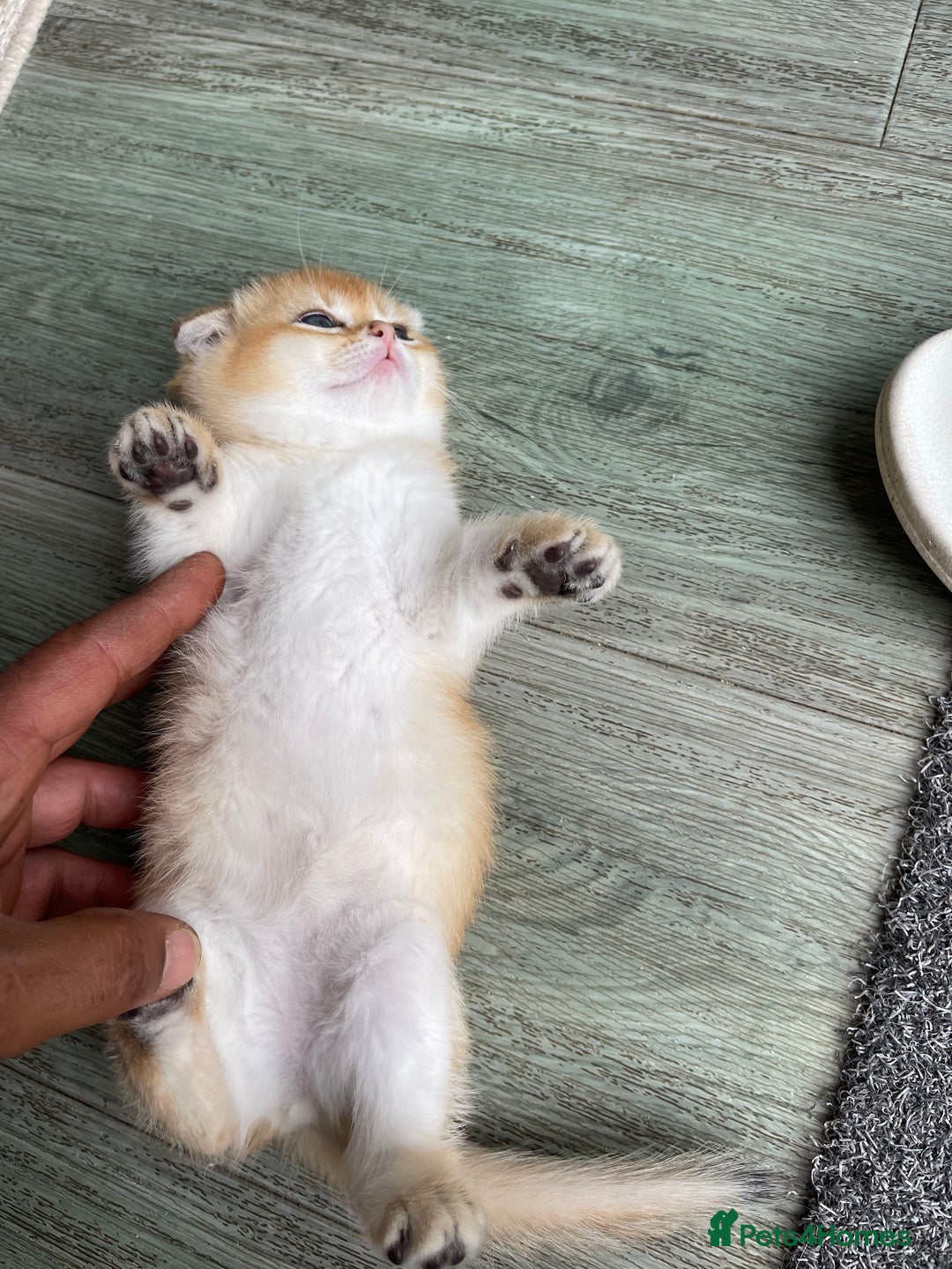 Scottish Fold cats for sale: LUXURY GOLDEN CHINCHILLA SCOTTISH FOLD KITTENS - Image 3