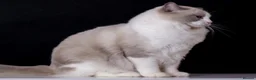Ragdoll cats for sale: 🌟TICA🌟Champion Ragdoll🏆🏆🏆 - Advert 13