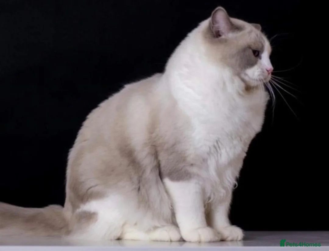 Ragdoll cats for sale: 🌟TICA🌟Champion Ragdoll🏆🏆🏆 - Advert 13