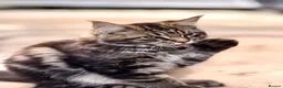 Maine Coon cats for sale: Purebred Maine Coon Kittens.Blue,Black Smoke,Tabby - Advert 26