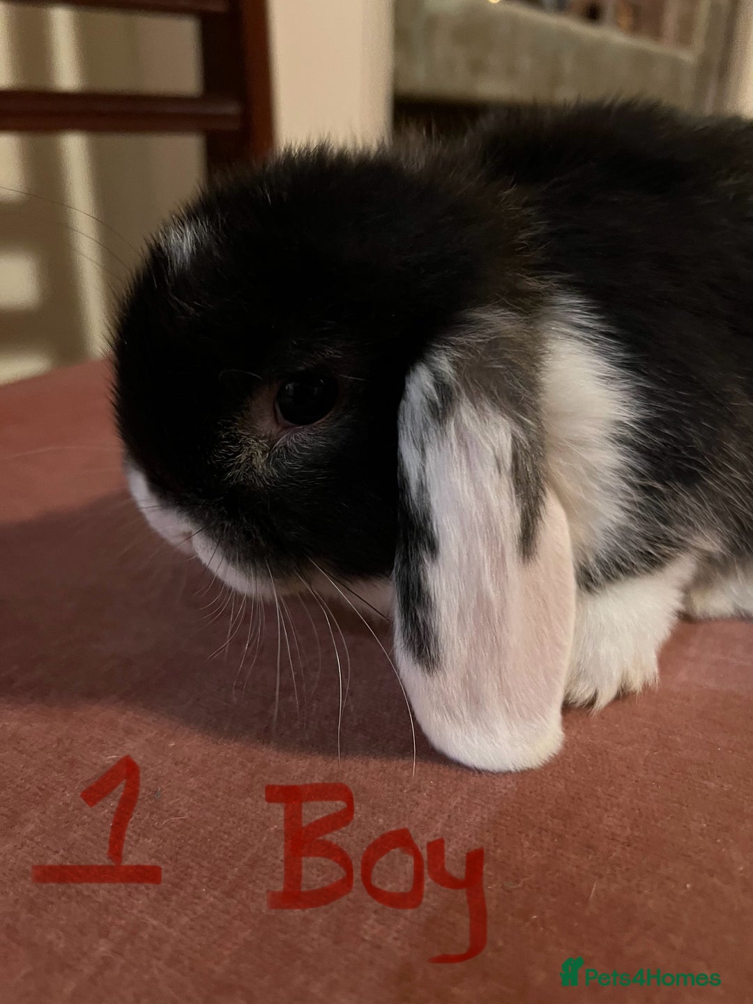 Mini Lop rabbits for sale: Fabulous Super Friendly Mini Lops - Advert 4
