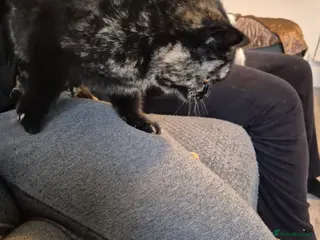 Selkirk Rex cats Pedigree tica reg black tortie neutered - Advert 1