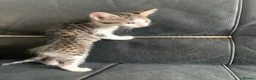 Mixed Breed cats for sale: maincoon x READY TO LEAVE - Advert 12