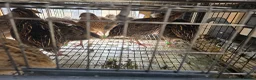 Quail poultry for sale: Quails and quails eggs &jambo males - Advert 5