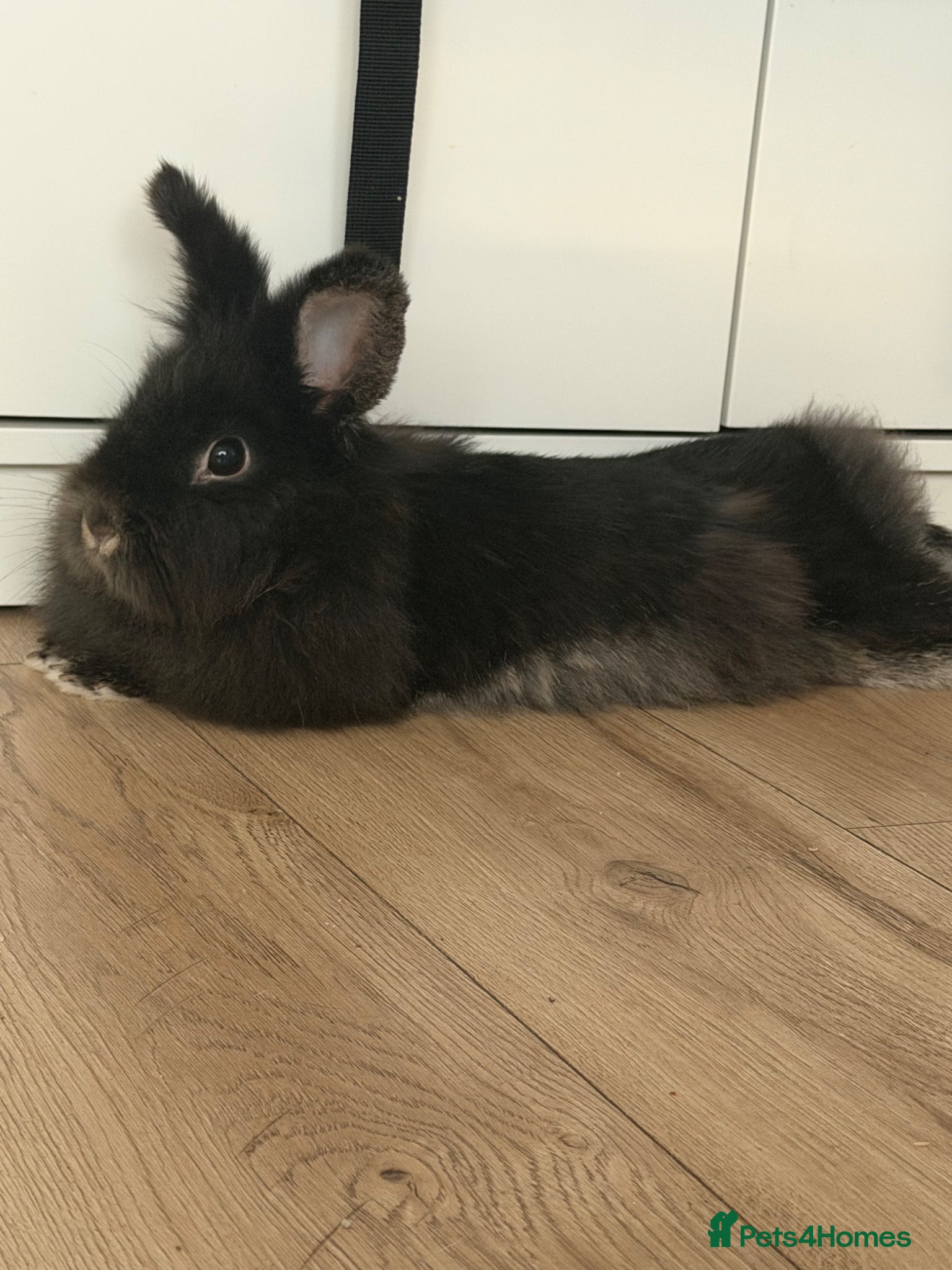 Lionhead rabbits rabbit ready for sale comes with cage, food etc - Advert 7