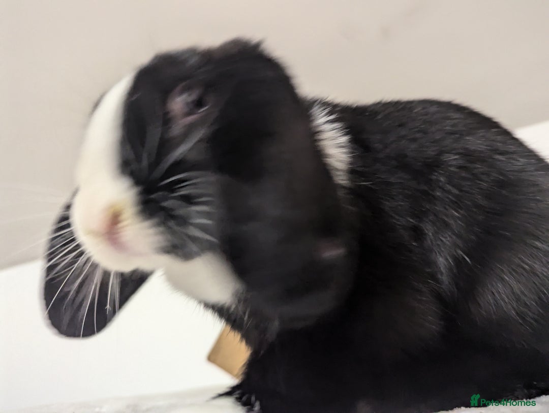 Mini Lop rabbits for sale: Mini Lop for a good home 🥰 - Image 16
