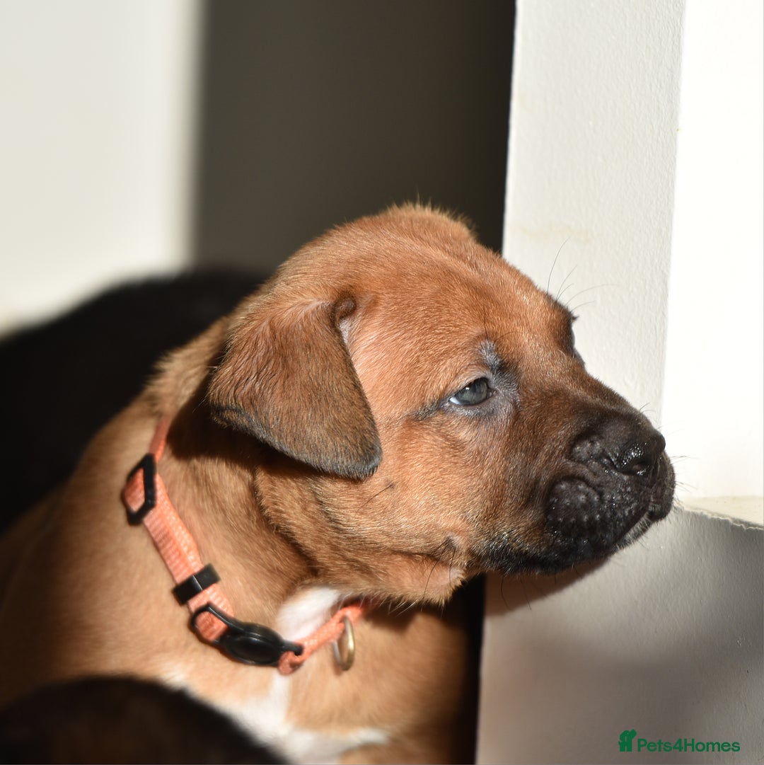 Mixed Breed dogs for sale: Bullherders top working lines  - Advert 18