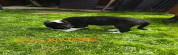 Border Collie dogs for sale: Beautiful litter of working border collie pups - Advert 4