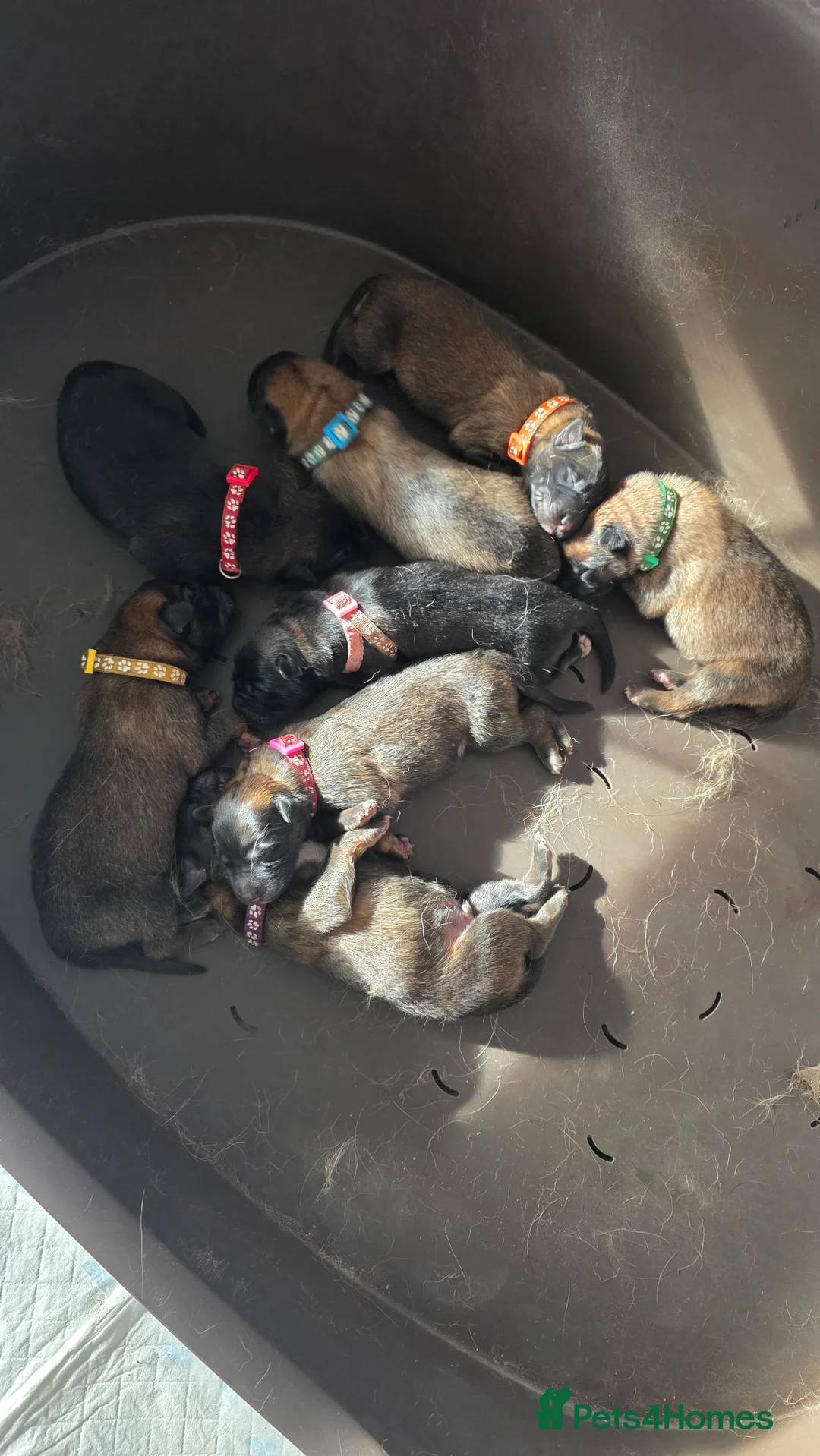 Mixed Breed dogs for sale: GSD/Malinois Crosses - Advert 7