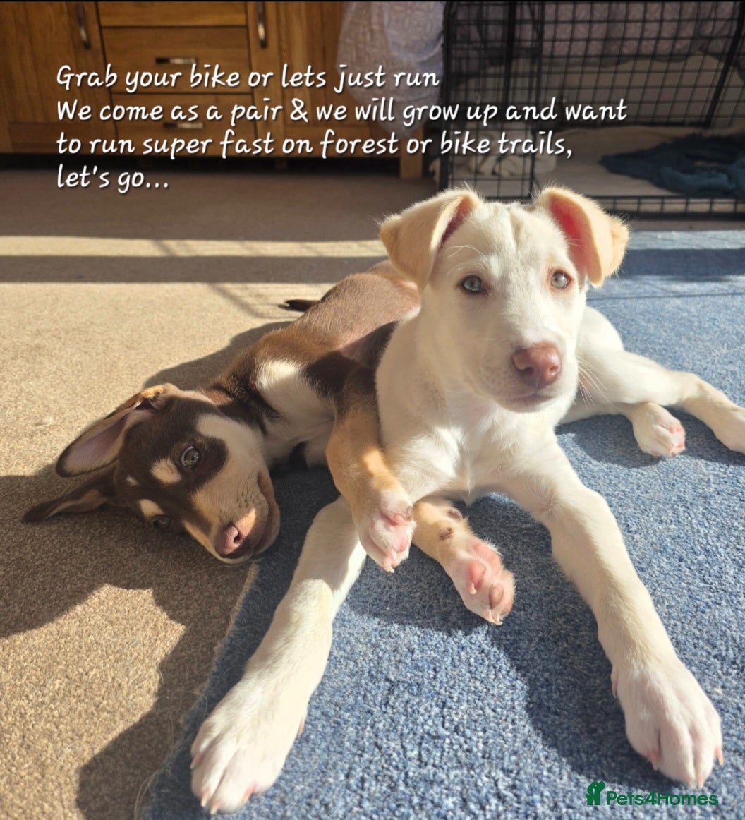 Mixed Breed dogs EUROHOUND / SIBERIAN HUSKY HYBRID PUPPIES  - Advert 3