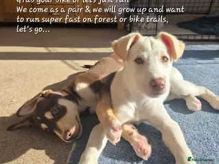 Mixed Breed dogs EUROHOUND / SIBERIAN HUSKY HYBRID PUPPIES - Advert 3