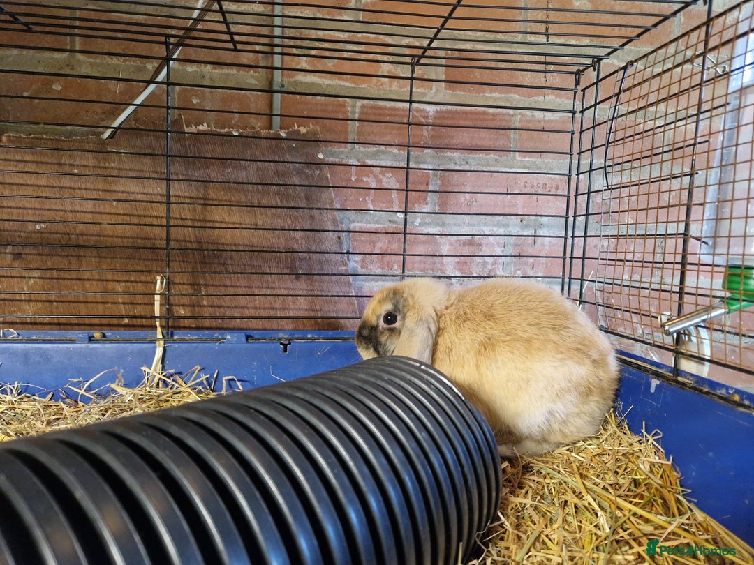 Mini Lop rabbits for sale: Purebred Mini Lop Babies in Bury - Image 3