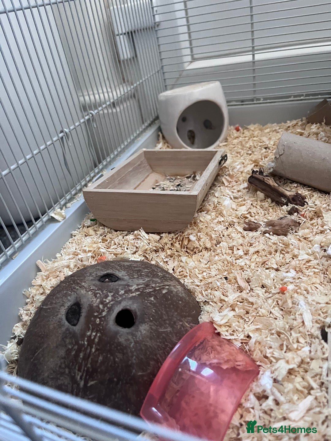 Hamster rodents for sale: Male Syrian Hamster (Black and White) - Image 9