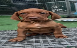 Hungarian Vizsla dogs for sale: Vizslas Devon KC Puppies - Image 17