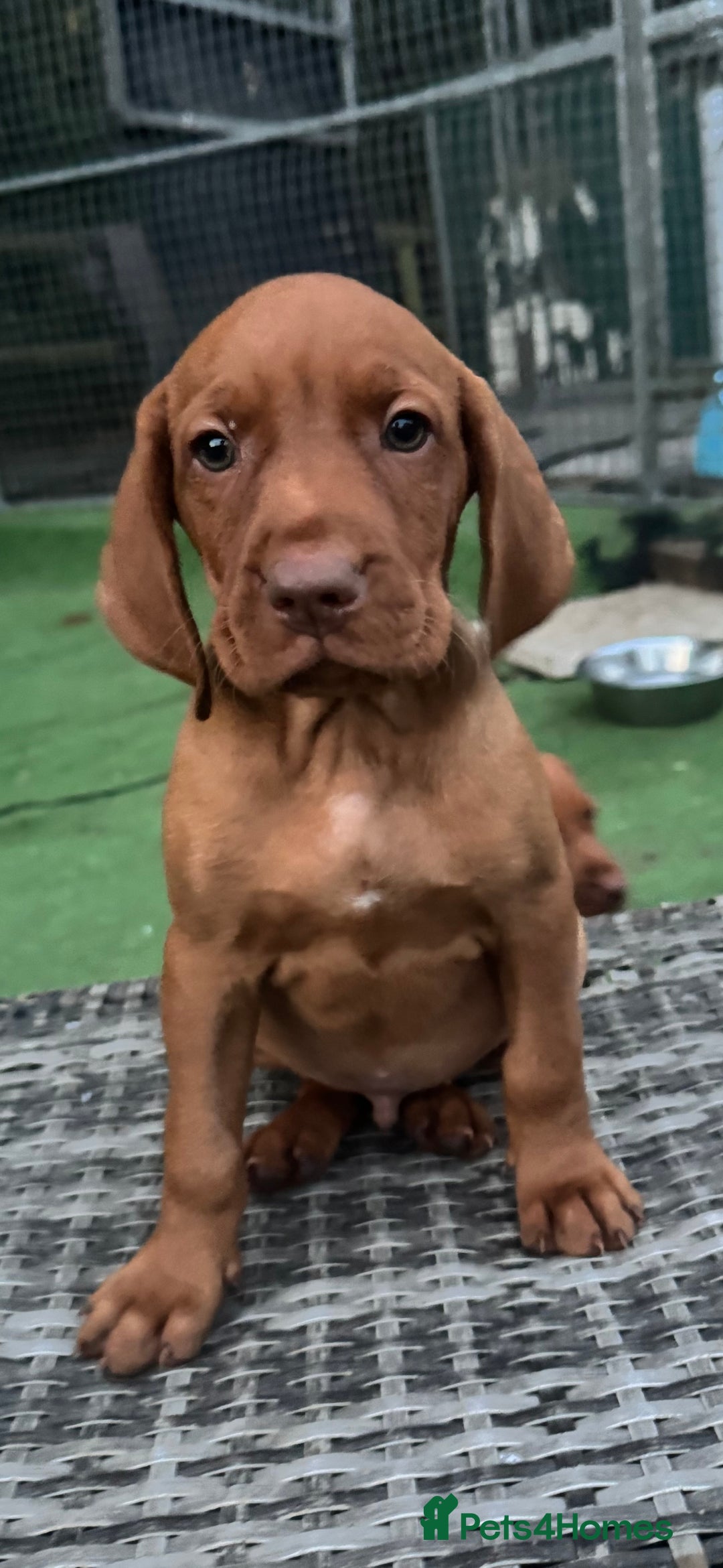 Hungarian Vizsla dogs for sale: Vizslas Devon KC Puppies - Image 17