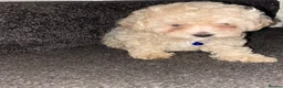 Maltipoo dogs for sale: F1 maltipoo puppies READY NOW Dad Russian poodle - Advert 16